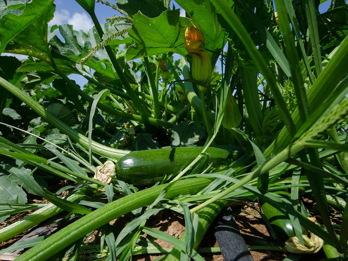 Gardening Made Easy